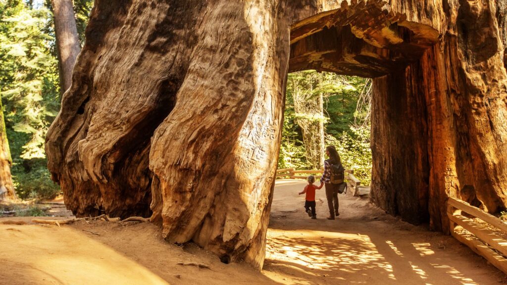 "Planificar con anticipación es clave, especialmente para asegurar reservas durante los períodos de alta demanda. Una visita a Yosemite promete ser una experiencia inolvidable para todos los amantes de la naturaleza y la aventura". | GLOBAL USA